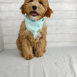 Aussiedoodle and Goldendoodle Puppies from Garside Doodles