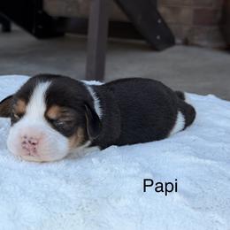 Papi - Black tan and white male Beagle puppy in Mansfield, Missouri from Rippee Creek Kennel
