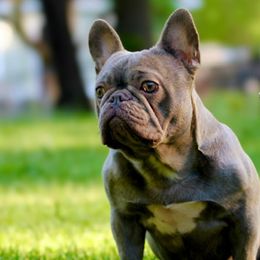 American Bullies from Unleashed Bully Squad LLC
