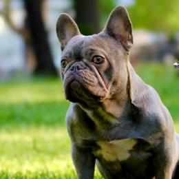 American Bullies from Unleashed Bully Squad LLC