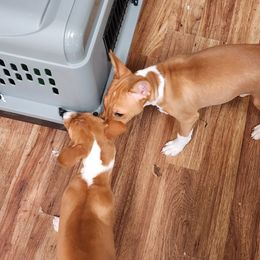 Basenji Puppies from Blue Nile Basenjis