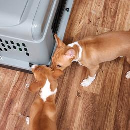 Basenji Puppies from Blue Nile Basenjis