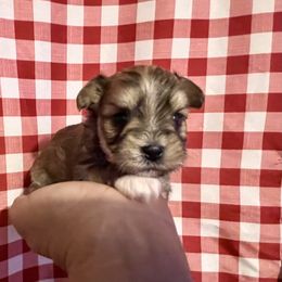 Maltese, Morkie, and Yorkshire Terrier Puppies from California AKC Maltese & Yorkies