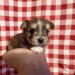 Maltese, Morkie, and Yorkshire Terrier Puppies from California AKC Maltese & Yorkies
