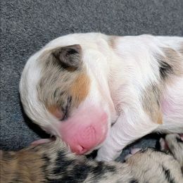 Alaska - Merle female Bernedoodle puppy in Waco, Texas from Hope Valley Doodles