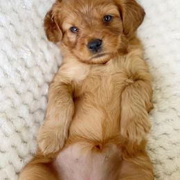 Cavalier King Charles Spaniel and Cavapoo Puppies from Red Skye Cavaliers and Cavapoos