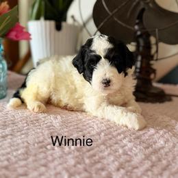 Winnie - Black and white female Bernedoodle puppy in Denver, Pennsylvania from Redcay's Mini Bernedoodles