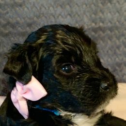 Aussiedoodle Puppies from Valley Doodles
