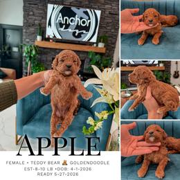 A P P L E ... ( teddy bear 8-10 lb ) - Red  female Goldendoodle puppy in Pleasant View, Utah from Anchor Dogs