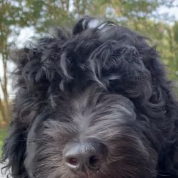 Sheepadoodle Puppies from Riley Grace Puppies
