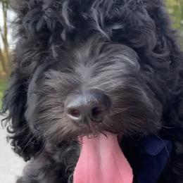 Sheepadoodle Puppies from Riley Grace Puppies