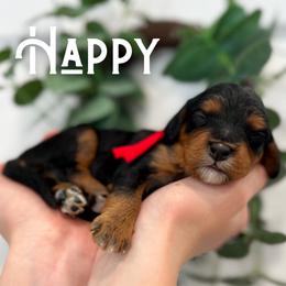 Happy - Black and tan male Cavapoo puppy in South Jordan, Utah from Wonderful World Doodles