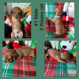 Dachshund Puppies from Cajun Low Riderz