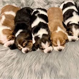 Basset Hound Puppies from Blessed Bassets