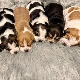 Basset Hound Puppies from Blessed Bassets