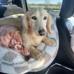Casper - Dachshund