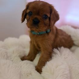 Turquoise girl - Ruby female Cavalier King Charles Spaniel puppy in Texas from Meyer's Cavalier