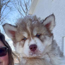 Canyon - Red and white male Siberian Husky puppy in Florence, Kentucky from Moonlight Howl Huskies