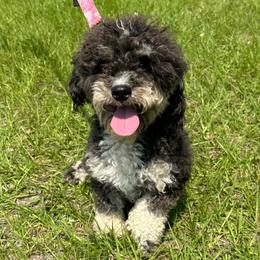 Lily - Bernedoodle