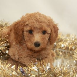 Australian Shepherd, Goldendoodle, and Poodle Puppies from 5AFarms