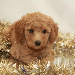 Australian Shepherd, Goldendoodle, and Poodle Puppies from 5AFarms