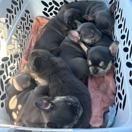 French Bulldog Puppies from LCBMM