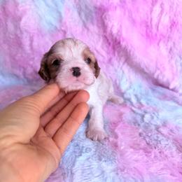 Lil Benedict - Blenheim male Cavalier King Charles Spaniel puppy in Knoxville, Tennessee from Rocky Top Cavapoos