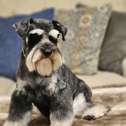 Nova - Miniature Schnauzer