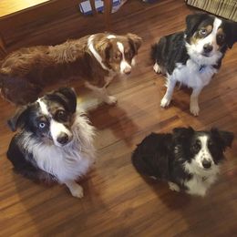 Miniature Australian Shepherd All Grown Up from Antelope Hill Aussies