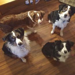 Miniature Australian Shepherd All Grown Up from Antelope Hill Aussies