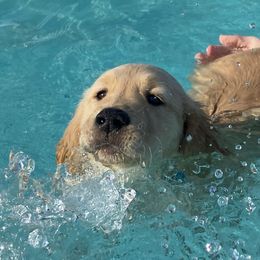 Blue - Golden Golden Retriever puppy in Wichita Falls, Texas from Texas Gold Rush
