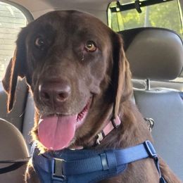 Roxyy - Labrador Retriever