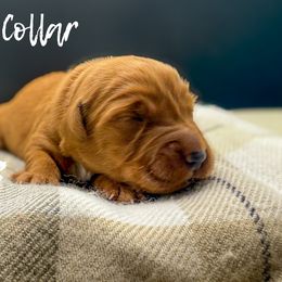 Yelled Collar - Dark golden female Golden Retriever puppy in Cheyenne, Wyoming from Golden Badger Kennels