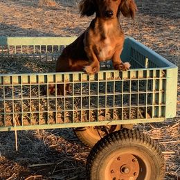 Dachshund All Grown Up from Flying G Dachshund