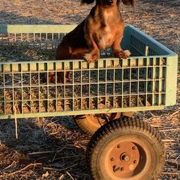Dachshund All Grown Up from Flying G Dachshund