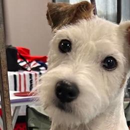 Lulu - Parson Russell Terrier