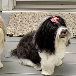Havanese from Guys & Dolls of La Brisa Havanese