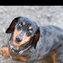 Penelope - Dachshund
