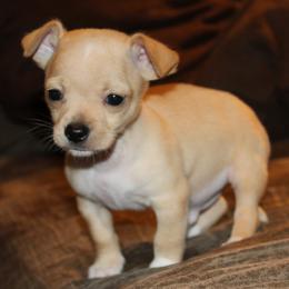 Shawn Flarida - Gold and white male Chihuahua puppy in Willamina, Oregon from Cherished Chihuahuas