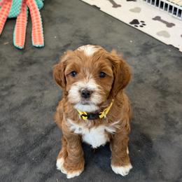 Yellow collar boy - Red  male Goldendoodle puppy in Newcastle, Oklahoma from Ritzy Creek Doodles
