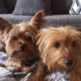 Yorkshire Terriers from Yorkie Royals