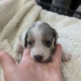 Dapple piebald (white) - Dapple female Dachshund puppy in Central Point, Oregon from MRS Long Dog Ranch