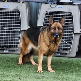 German Shepherd All Grown Up from Beau Ideal German Shepherds