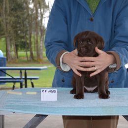 Labrador Retriever Puppies from SciFi Labradors
