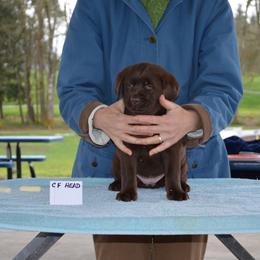 Labrador Retriever Puppies from SciFi Labradors