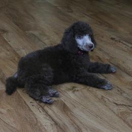 Poodle Puppies from RK'S Pets