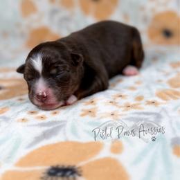Stark - Red tri male Toy Australian Shepherd puppy in Liberty Hill, Texas from Pistol Paws Aussies