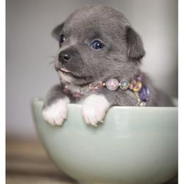 Chihuahua Puppies from ,, Vajda” chihuahua club