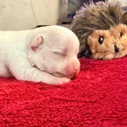 Olaf - White male Chihuahua puppy in Seneca, Missouri from Stephanie’s Puppy Colony