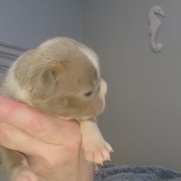 Boston Terrier and French Bulldog Puppies from Legends Frenchton's, French Bulldogs ,Boston Terriers & French Bullhuahua's